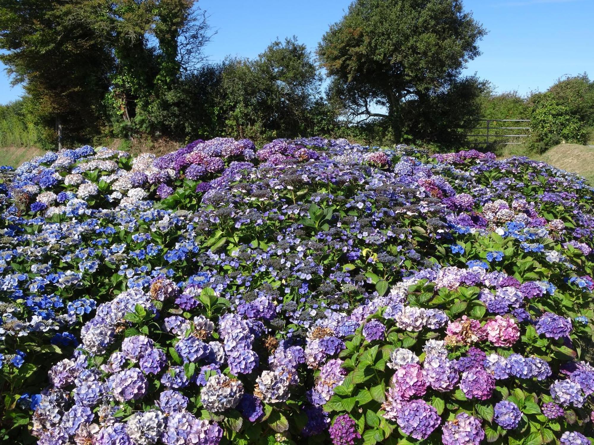 Gite "Rose Des Sables" - 800M De La Plage De Surtainville, Proche Commerces - Piscine En Juillet Et Aout Eksteriør bilde